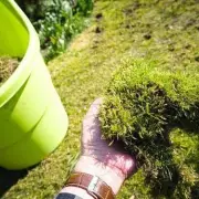 Banish Moss from Your Lawn Forever with This Simple 5p Trick