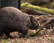 Beaver Reintroduction Scheme in England Faces Delays Amid Conservation Concerns