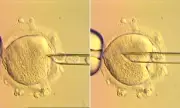 Breakthrough in IVF: Eight Healthy Babies Born in UK Using Revolutionary Three-Person Technique