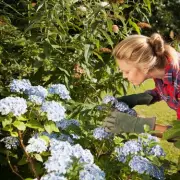 Bring Your Wilting Hydrangeas Back to Life with These Expert Gardening Tips