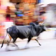 British Expat Gored by Bull in Front of Horrified Tourists in Spain