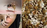 Brits Beware: Invasion of Aggressive Wasps Sparks Urgent Warning