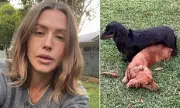 Byron Bay's Viral Sausage Dog Dilemma: Two Dachshunds Get Stuck in Awkward Situation
