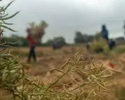 California Farm Workers Targeted in Controversial ICE Raids: What You Need to Know