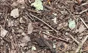 Can You Spot the Spider? Man Shares Shocking Photo of Camouflaged Arachnid Hiding in Plain Sight