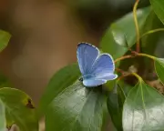 Capture the Beauty of Summer Butterflies: Share Your Sightings with Us!