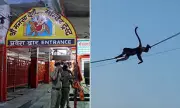Chaos at Indian Temple as Monkeys Stampede Over Fallen Electric Cable