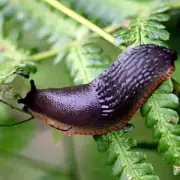 Cheap and Easy Hack to Banish Invasive Pests from Your Garden