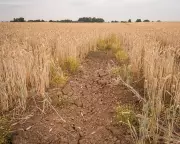 Climateflation Threat: UK Food Prices May Soar Over 35% by 2050, Warns New Report