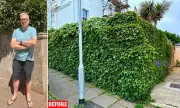 Council Worker Sparks Outrage After Chopping Down Homeowner's Ivy Without Permission