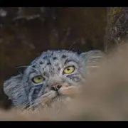 Critics Rave: 'Transcendently Beautiful' Film Scores Perfect Rotten Tomatoes Rating