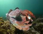 Deadly Algal Bloom Threatens South Australia's Spectacular Cuttlefish Gathering