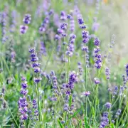 Deadly Garden Dangers: Expert Reveals Common Plants That Could Harm Your Pets