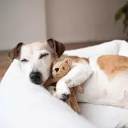 Dog Owners Stunned by Hidden Meaning Behind Their Pet's Tail Wagging