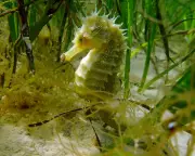 Dorset Divers Delight in Spectacular Seahorse Surge This Summer