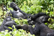 DRC Puts Gorilla Habitats at Risk by Opening Half the Country to Oil and Gas Drilling