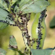 Essential Gardening Alert: The One Vegetable You Must Harvest Now to Avoid Disaster