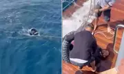 Exhausted Migrant Rescued from Strait of Gibraltar Using Only Flippers and a Rubber Ring