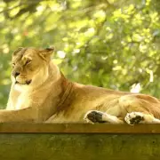 Experience a Wild Adventure at the UK's Only Drive-Through Safari Park