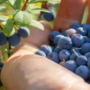 Expert Tips to Keep Blueberries Fresher for Longer – Simple Storage Hacks