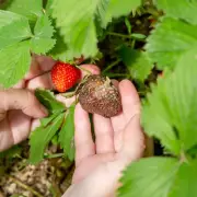 Expert Tips to Keep Mould and Pests Away from Your Strawberry Plants