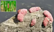 Florida Under Siege: Officials Urge Residents to Destroy Invasive Pink Parasite Blobs