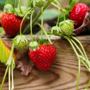 Gardeners, Beware! The One Strawberry Plant Rule You Must Follow for a Bumper Crop