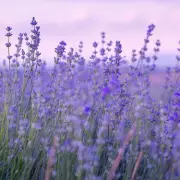 Gardener's Genius Lavender Hack: Revive Wilting Plants Instantly!