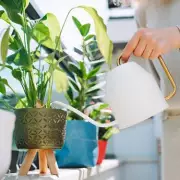 Gardeners' Secret Weapon: The Unusual Household Item That Boosts Plant Growth