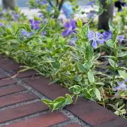 Gardening Enthusiast Transforms Dull Border into Stunning Floral Paradise with £1 Shop Bargains