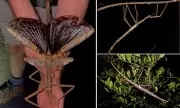 Giant Stick Insect with Bird-Sized Wings Discovered in Australia – A Rare Evolutionary Marvel