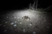 Giant Tarantulas Set to Invade the US This Summer – Here's What You Need to Know