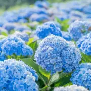 Grab a Stunning Blue Hydrangea for Half Price at B&Q – Limited Stock!