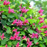 Grab a Stunning Pink Climbing Clematis in the Summer Sale – Perfect for Your Garden!