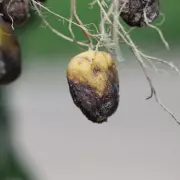 Green Thumbs Unite: UK Households Embrace Homegrown Veg to Cut Costs