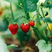 Grow Unlimited Strawberries for Free with This Simple Gardening Hack