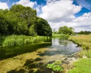 Hampshire's River Test Gains Historic Legal Rights in UK Conservation Milestone