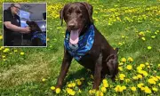 Heartbreaking Loss: Beloved Comfort Dog Dies After Tragic Incident in Maine