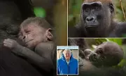 Heartwarming Moment: David Attenborough Captures Tender Gorilla Mother Bonding with Newborn