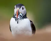 Heatwaves Threaten UK Bird Populations: How Rising Temperatures Disrupt Breeding Seasons