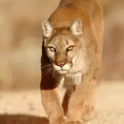 Horrifying Mountain Lion Attack Leaves Four-Year-Old Boy Fighting for Life in US