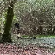 Horror in Bristol: Multiple Bodies Found in Suspicious Circumstances – Police Launch Major Investigation