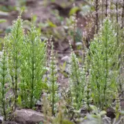 How to Banish Horsetail from Your Garden for Good: Expert Tips