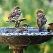 How to Clean Your Bird Bath: A Simple Guide to Keep Your Garden Visitors Healthy