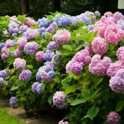 How to Get Free Hydrangeas for Your Garden – Exclusive Offer Inside!
