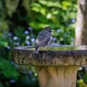 How to Keep Your Bird Bath Clean and Safe for Feathered Friends