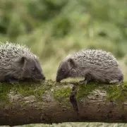 How to Protect Baby Hedgehogs in Your Garden: Essential Tips for Wildlife Lovers