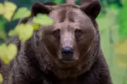 How to Survive a Bear Attack: Expert Tips to Stay Alive in the Wild