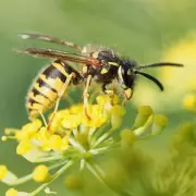How to Trap Wasps in Your Garden: Effective and Eco-Friendly Methods