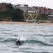 Incredible Encounter: Mirror Journalist Swims with 500-Strong Superpod of Friendly Dolphins